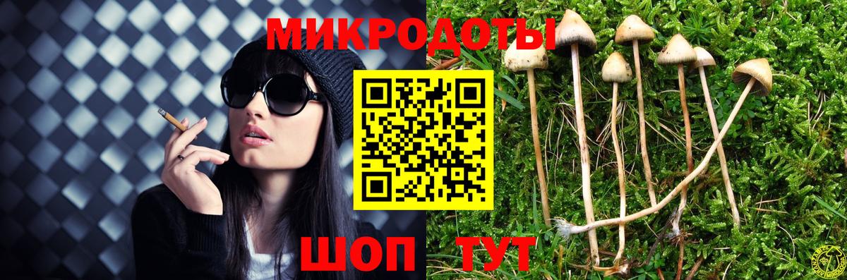 Псилоцибиновые грибы Psilocybe Котовск
